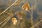 Last leaves on poplar tree branch, sunlit close-up