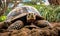 The Last of a Legacy Pinta Island Tortoise in Captivating Serenity