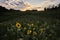 The last light before sunset illuminates a field of sunflowers