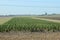 Last part of the field with brussels sprouts to be harvest in Zevenhuizen the Netherlands.