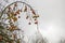 Last red apples on a bent branch of an old bare fruit tree, suitable for winter storage, grey cloudy sky with copy space