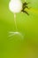 Last seed on Dandelion in front green background