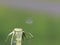 The last seed of a dandelion on a white umbrella leaves its native stem under a wind blow on a blurred background. Start in adulth