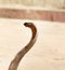 Last snake Charmer (Bede) from Benares