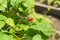 Last strawberry in the bed. Organic garden.