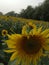 Last sunflower and autumn sky