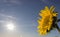 Last sunflowers in the field in autumn