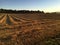 Last sunlight on a wheat field