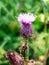 The last of the thistles standing proud more pink than purple.