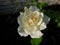 Last White Rose of Summer