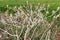 Last year dried Datura plants with opened seed capsules