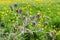 Last year dried plant of Datura against the fresh grass