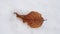 Last year`s autumn leaf on the snow