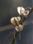 Last Year`s Seed Pods Dried and Faded Still on the Branch