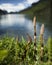 Last years horsetail on Chilkoot lake