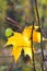 Last yellow fallen maple leaf on twig