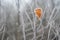 Last yellow frosted leave on a birch branch on a cold autumn morning