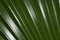 Latan Fan Palm Leaf Close-up Frame Latania lontaroides