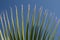 Latania Palm leaf