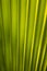 Latania Palm leaf