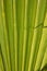 Latania Palm leaf