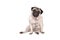 Latchkey child, sad looking pug dog puppy wearing keycord with keys around neck