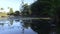 Late afternoon in Brisbane Australia at public Botanic garden`s pond.