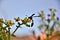 Late afternoon in the flower of Ruta graveolens a wasp polistes canadensis working