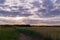 Late afternoon over a wheat field