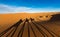 Late afternoon shadows of Dromedary camels and caravan led by Tuareg man in Merzouga, Erg Chebbi, Morocco