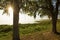 Late afternoon shoreline of scenic Lake Apopka in Florida.