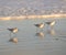 The late afternoon sun shines brightly on three sandpipers on a North Florida beach