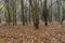 Late autumn, early winter misty English woodland scene