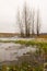 Late autumn. A few aspen on the shore of an ice-covered pond