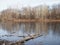 Late autumn. The first ice on the forest lake. The hummocks are covered with a thin layer of snow, the ice is very thin