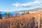 Late autumn grapevines and grapes in vineyard with view of Okanagan Lake