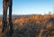 Late autumn mountain pre sunset scene with old big hollow tree in front. Picturesque traveling, seasonal, nature and countryside