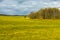 Late autumn. Several trees among the yellow-green meadow.