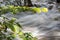 Late day sunlight catching leaves as flood waters rush by