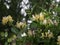 Late Dutch honeysuckle Serotina looming