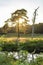 The late evening sun shining through a tree at Lake `Patersmoer` near Strijbeek, Netherlands