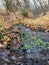 Late Fall forest stream close up, views hiking, biking, horseback trails through trees on the Yellow Fork and Rose Canyon Trails i