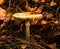 Late fall mushroom