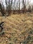 Late Fall panorama forest views hiking, biking, horseback trails through trees on the Yellow Fork and Rose Canyon Trails in Oquirr