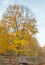 Late Fall tree and wooden pedestrian bridge