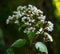 Late Flowering Boneset