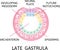 Late gasrtula. the process of nerulation. Human embryonic development. Vector illustration