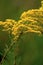 Late Goldenrod   61180