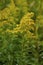 Late Goldenrod  823405