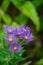 Late Purple Aster, Symphyotrichum patens